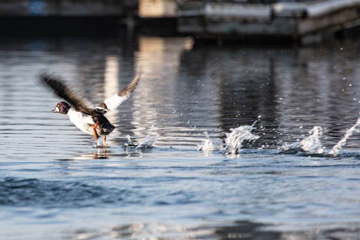 ホオジロガモ - ML652526710