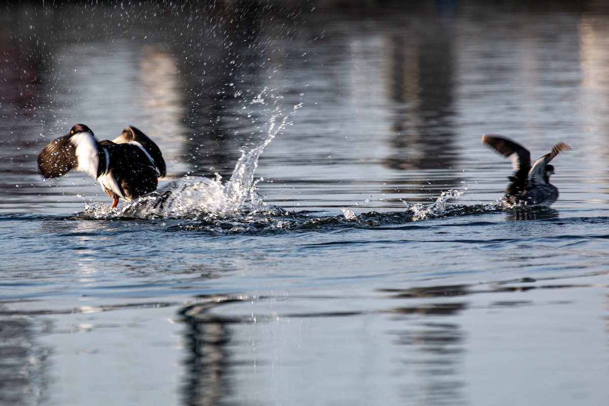 ホオジロガモ - ML652526711