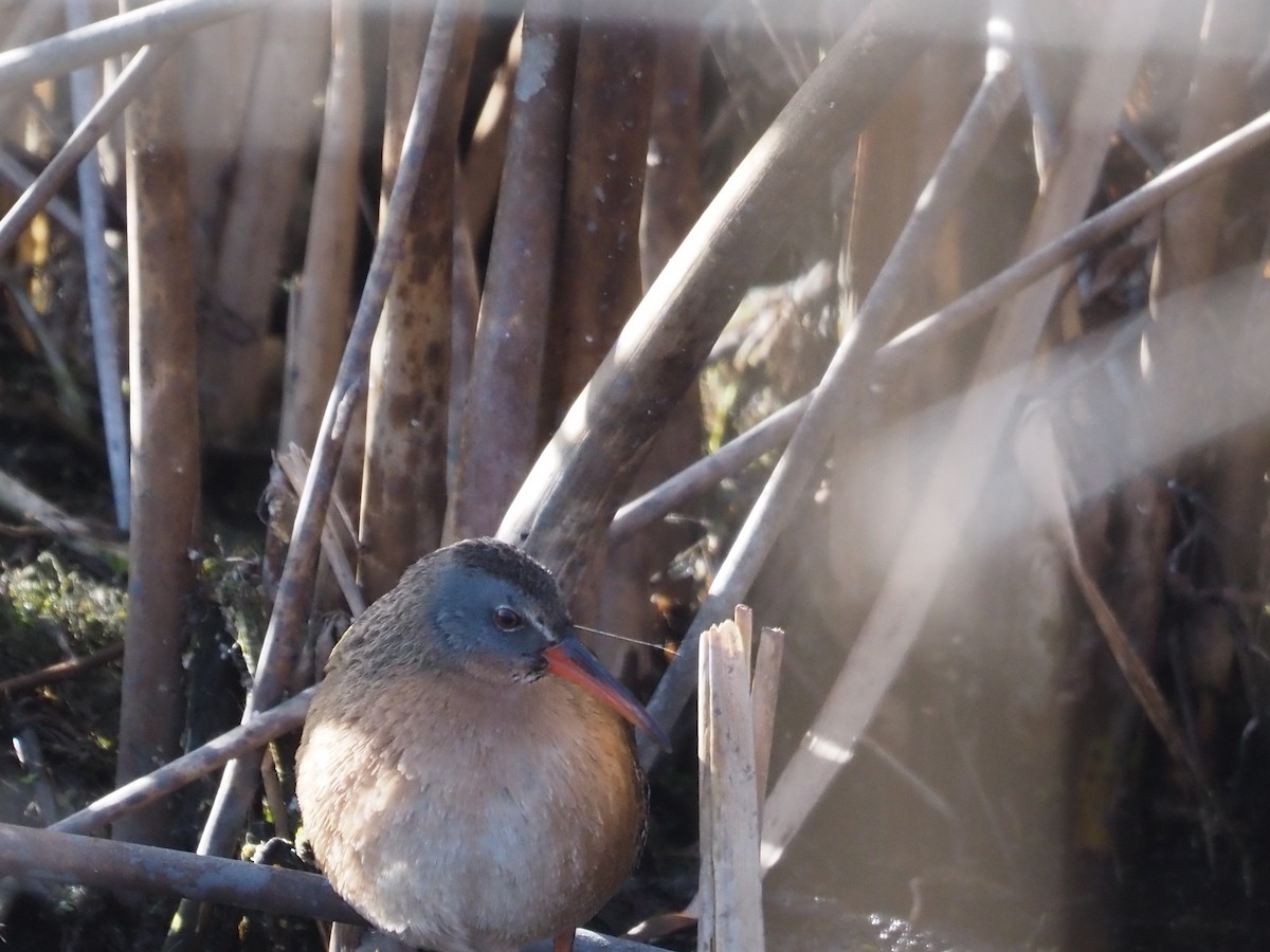 Virginia Rail - ML652526712