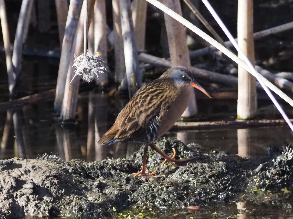 Virginia Rail - ML652526721