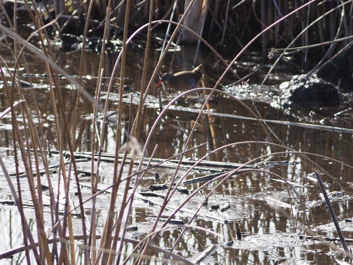 Virginia Rail - ML652526741