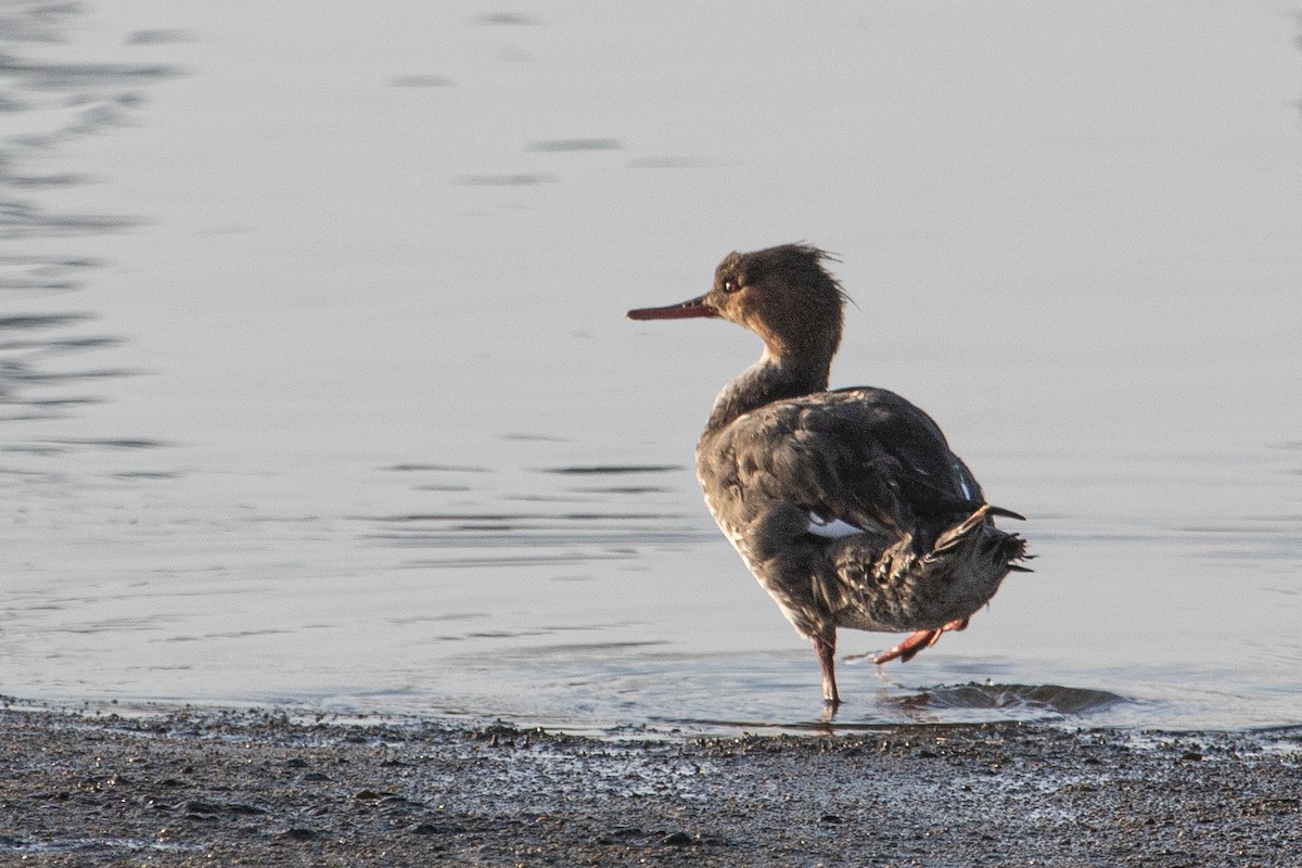 ウミアイサ - ML652526755