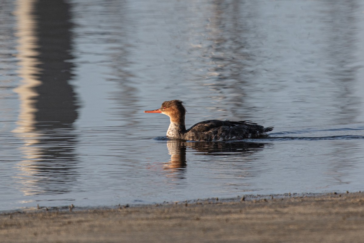 ウミアイサ - ML652526756