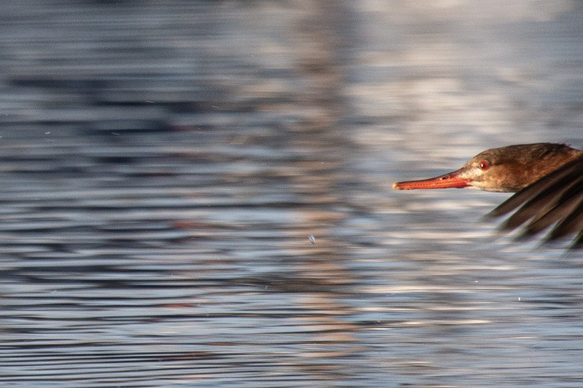 ウミアイサ - ML652526944