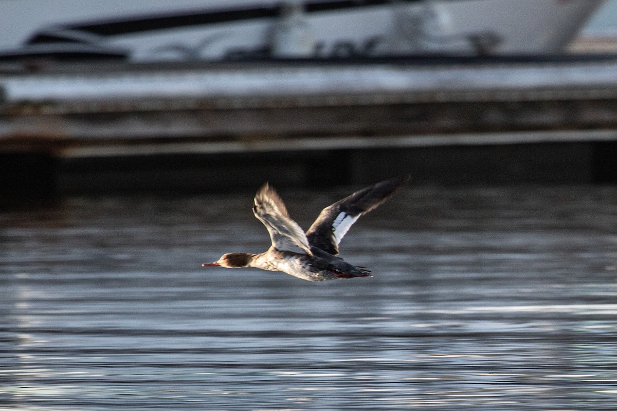 ウミアイサ - ML652526945