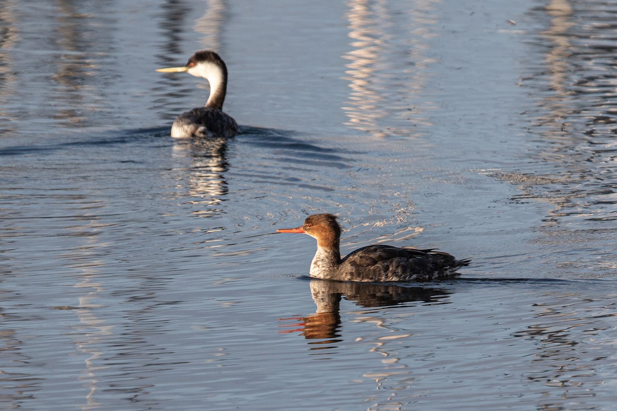 ウミアイサ - ML652526946