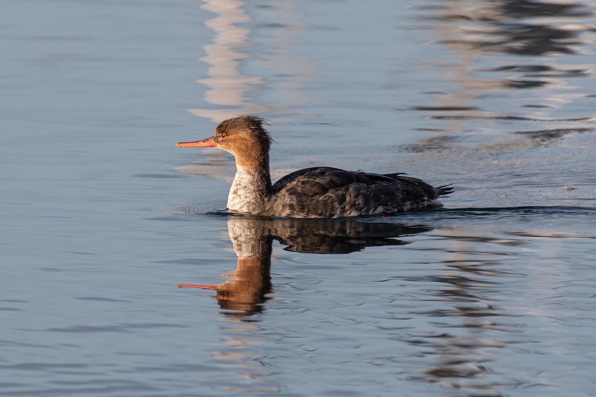 ウミアイサ - ML652526947