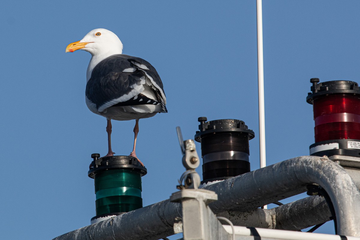 アメリカオオセグロカモメ - ML652526989