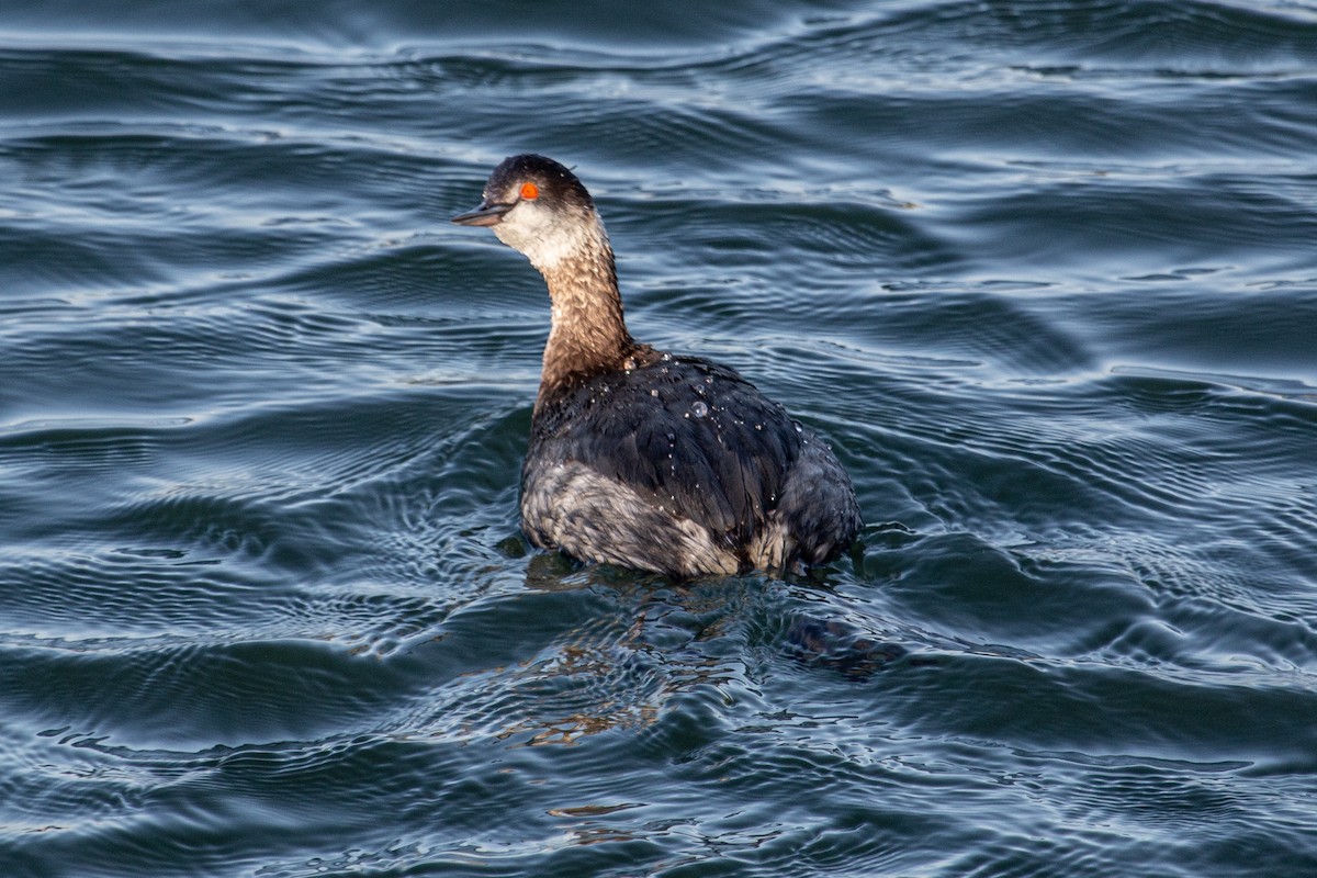 ハジロカイツブリ - ML652527015