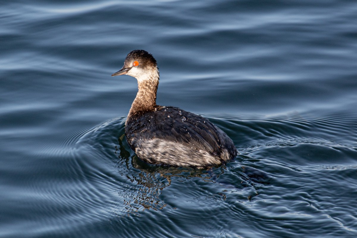 ハジロカイツブリ - ML652527016