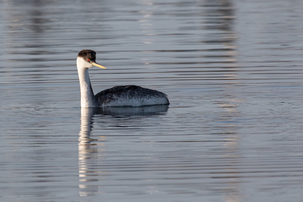 クビナガカイツブリ - ML652527031