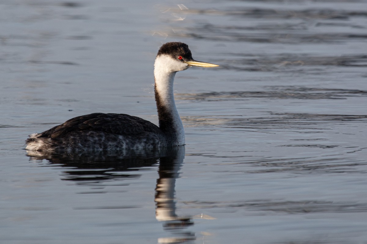 クビナガカイツブリ - ML652527032