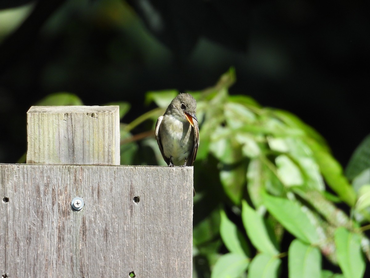 Doğulu Pivi - ML652527035