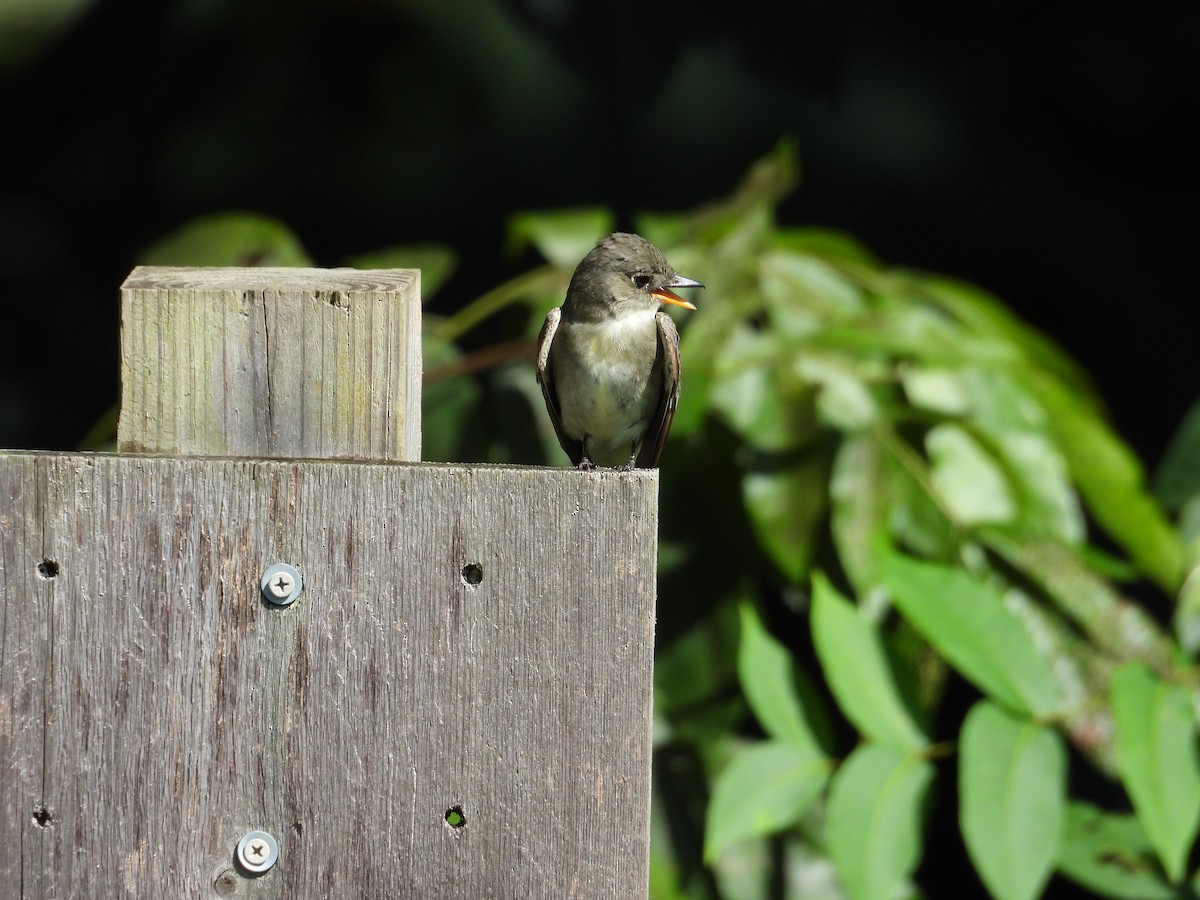 Doğulu Pivi - ML652527036