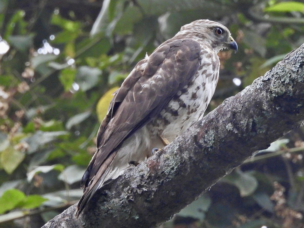 Busardo Aliancho - ML652527553