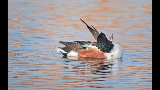 lžičák pestrý - ML652527759