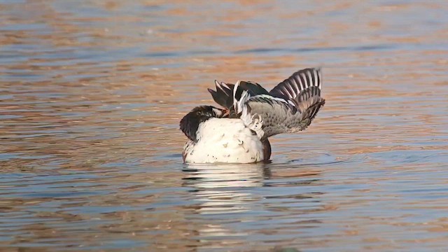 lžičák pestrý - ML652527760