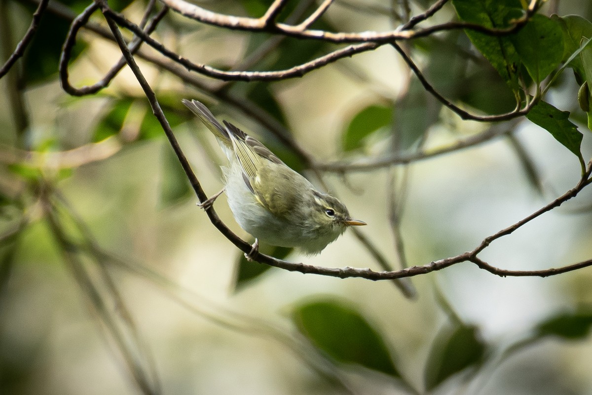 ニシセンダイムシクイ - ML652527808