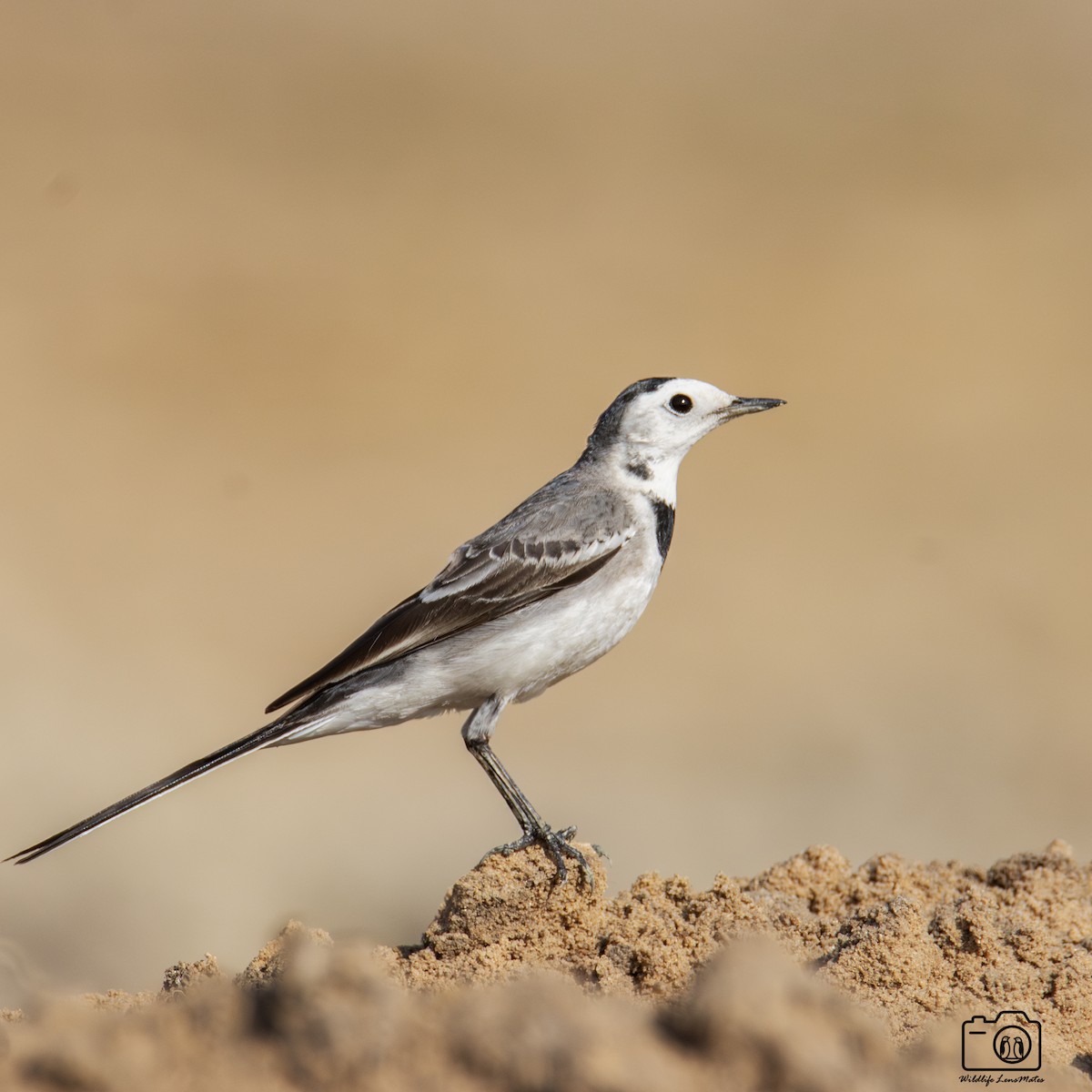 白鶺鴒 - ML652528308