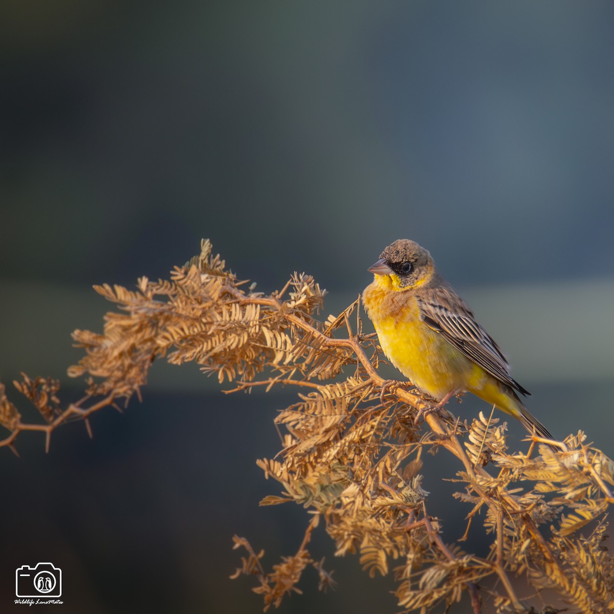 黑頭鵐 - ML652528316