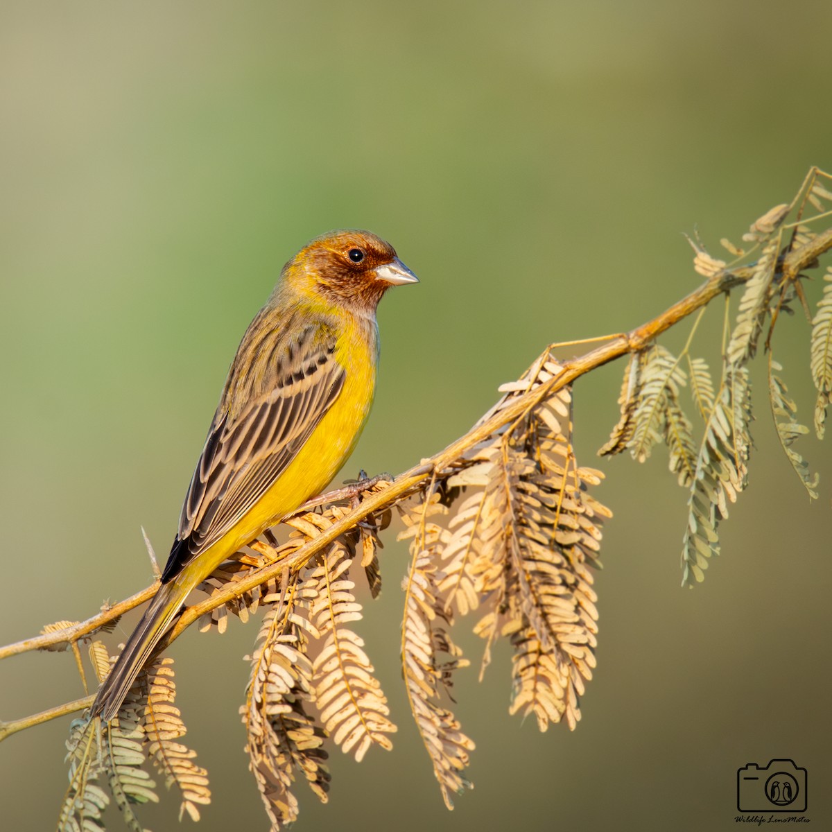 褐頭鵐 - ML652528324