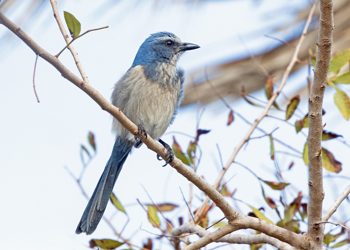 Florida Scrub-Jay - ML652528402