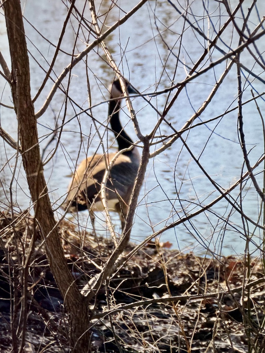 Canada Goose - ML652528544