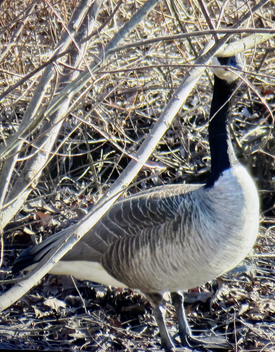 Canada Goose - ML652528545