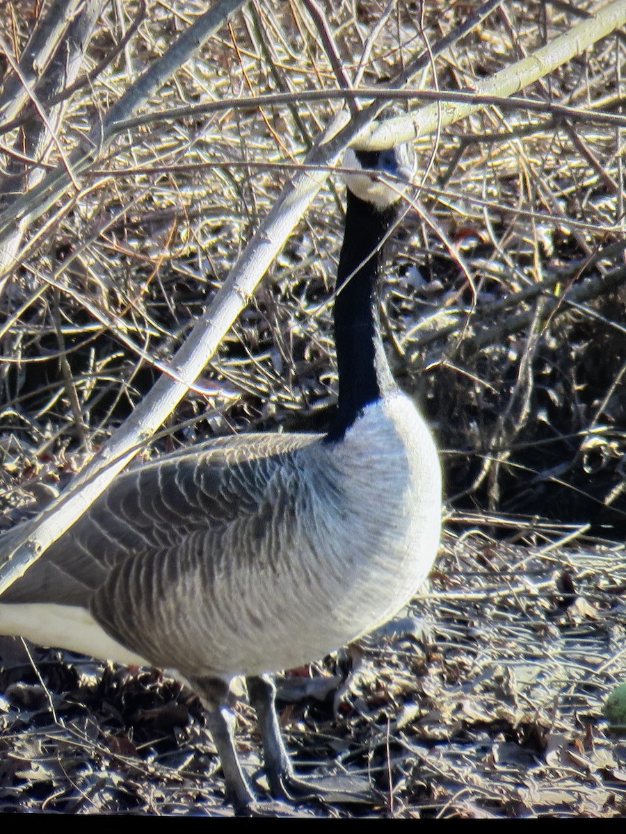 Canada Goose - ML652528546