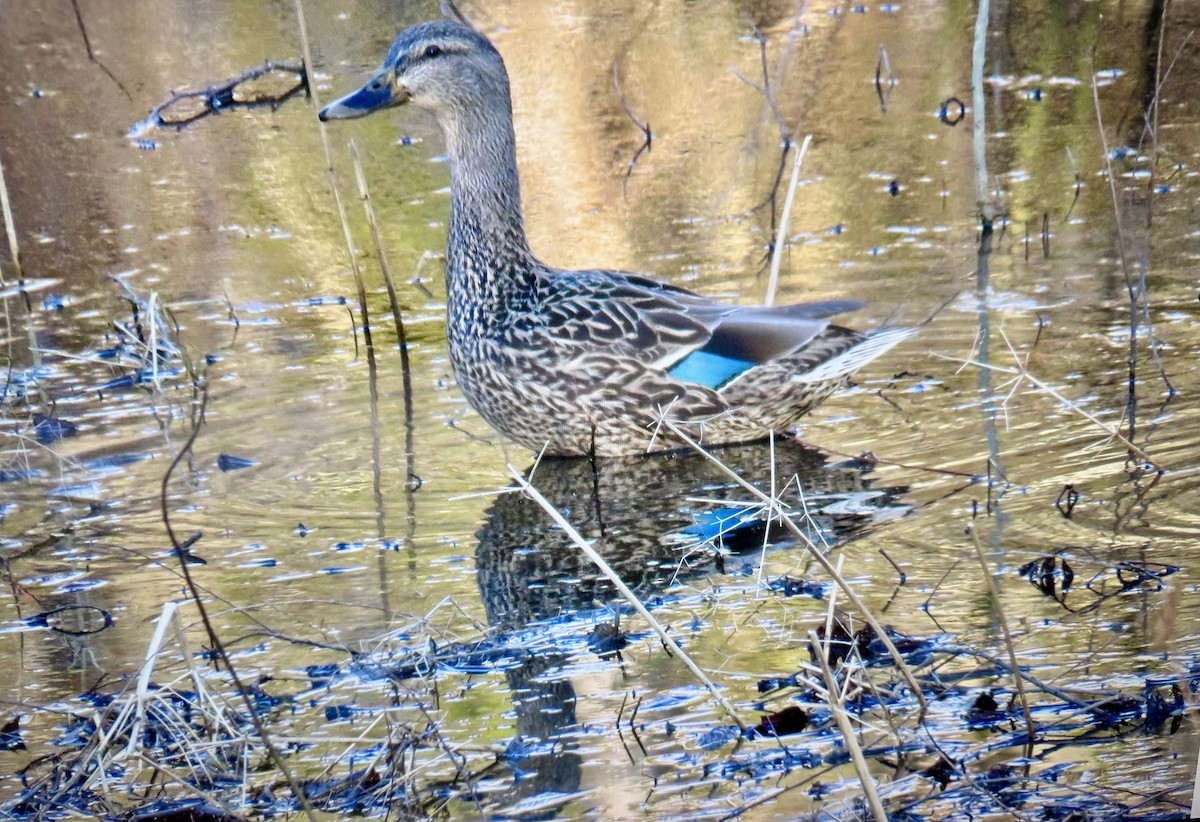 Mallard - ML652528677