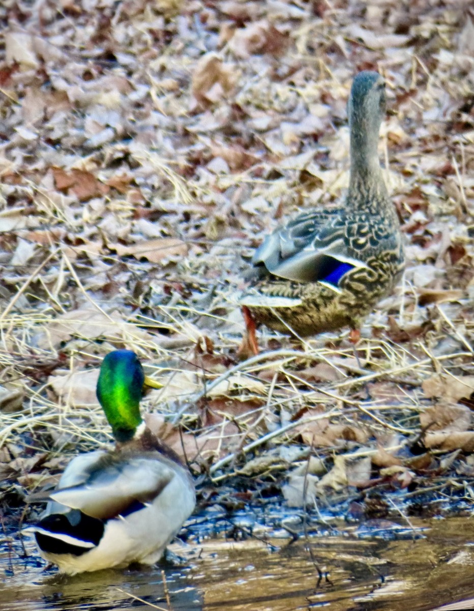 Mallard - ML652528678