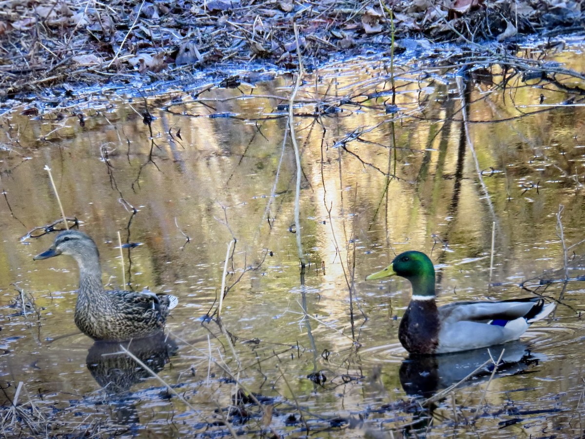 Mallard - ML652528679