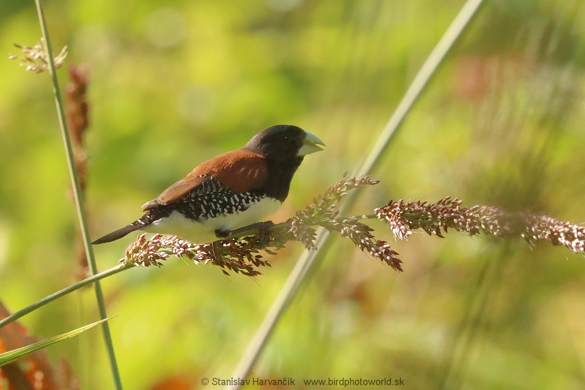 Black-and-white Mannikin - ML652528714