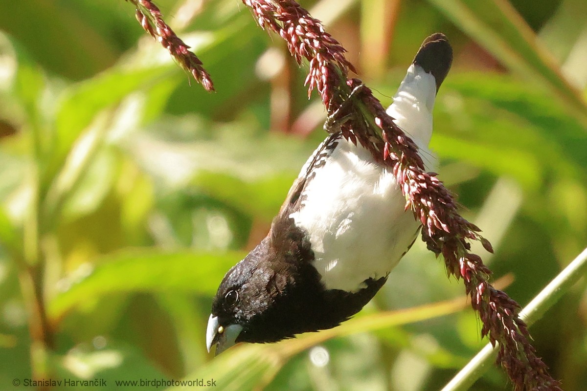 Black-and-white Mannikin - ML652528715