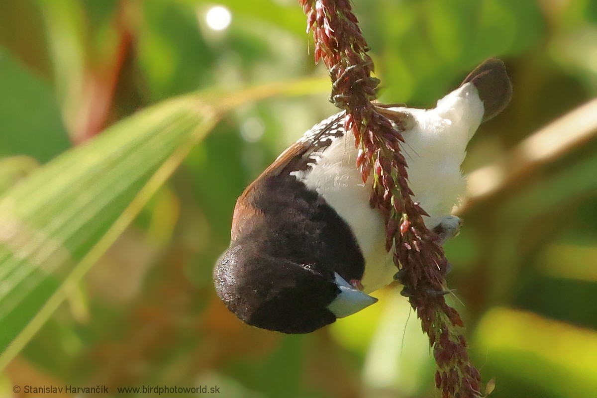 Black-and-white Mannikin - ML652528716