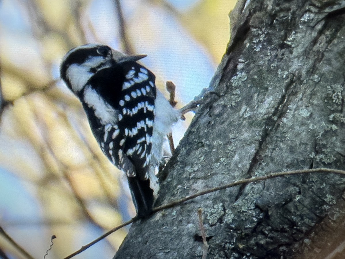 Downy Woodpecker - ML652528778