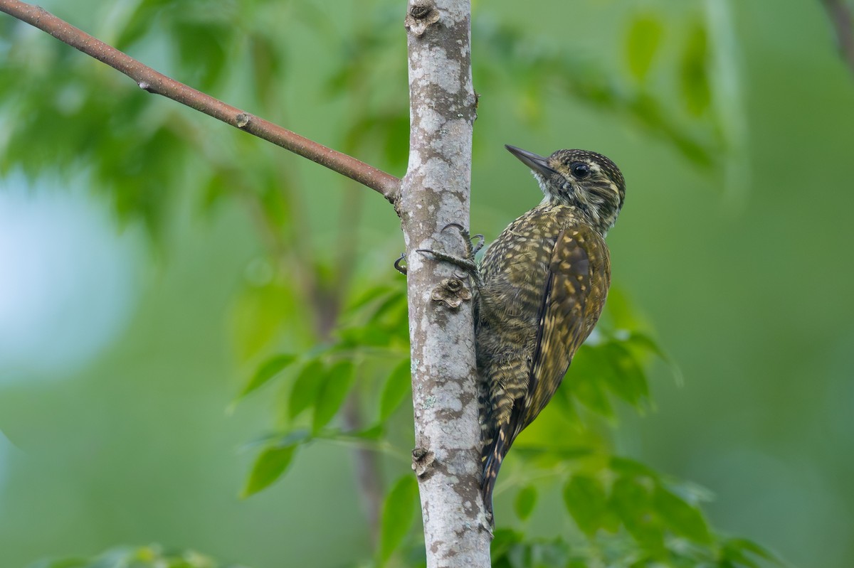 ブチハゲラ - ML652529078