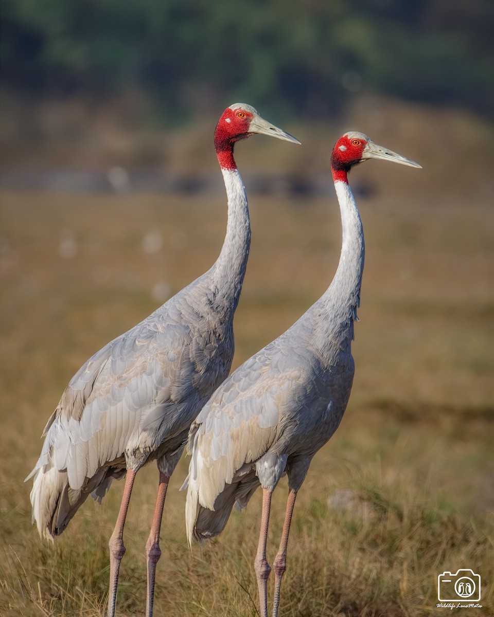 Sarus Crane - ML652529085