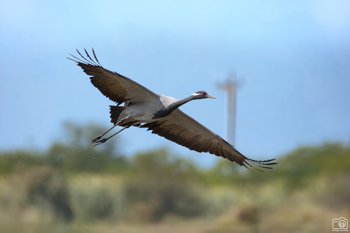 簑羽鶴 - ML652529098