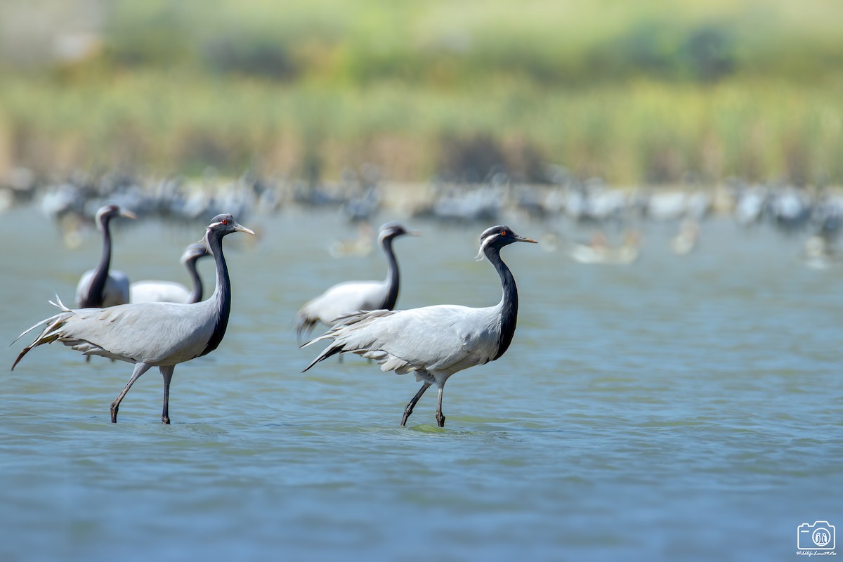 簑羽鶴 - ML652529100