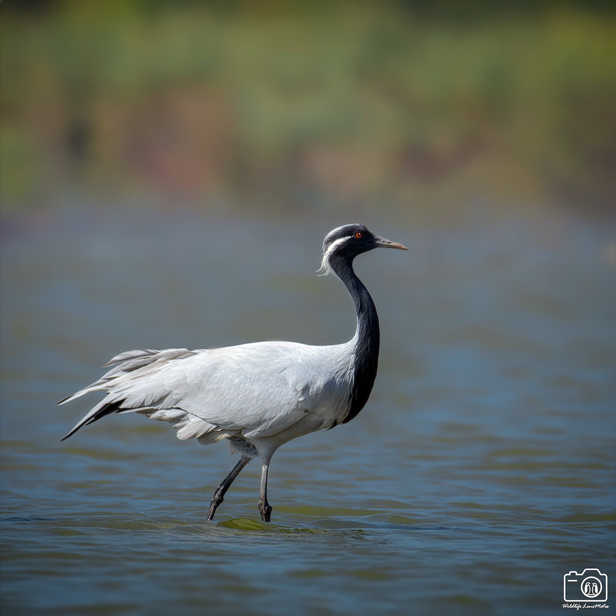 簑羽鶴 - ML652529102