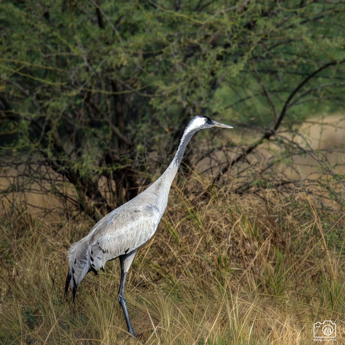 灰鶴 - ML652529105