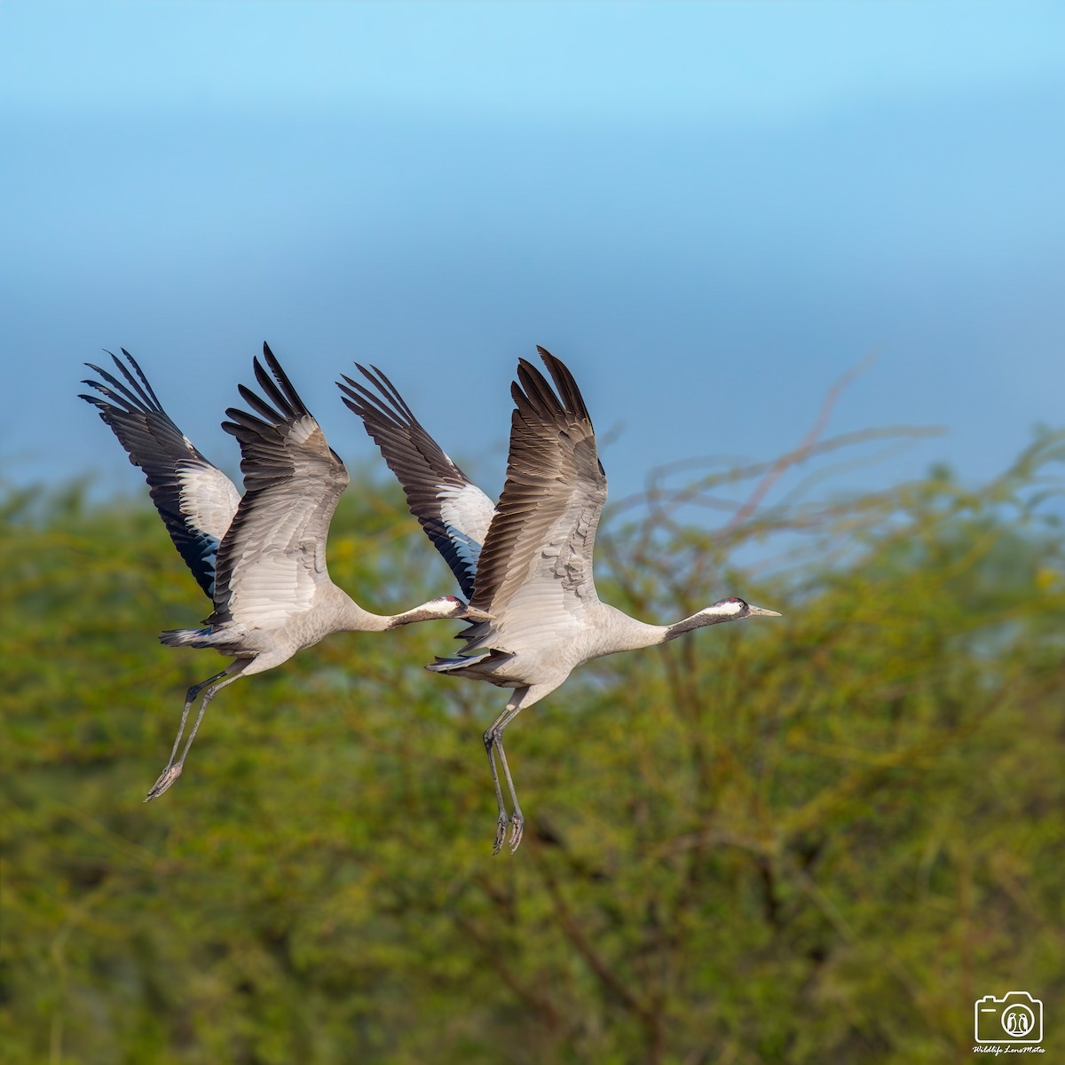 灰鶴 - ML652529106