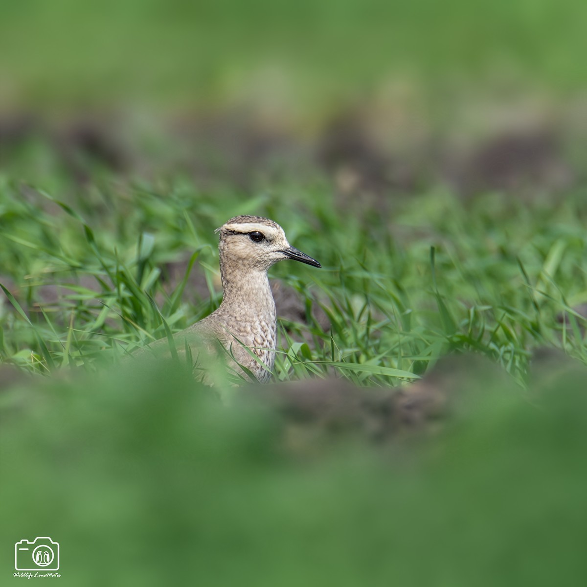 Sociable Lapwing - ML652529118