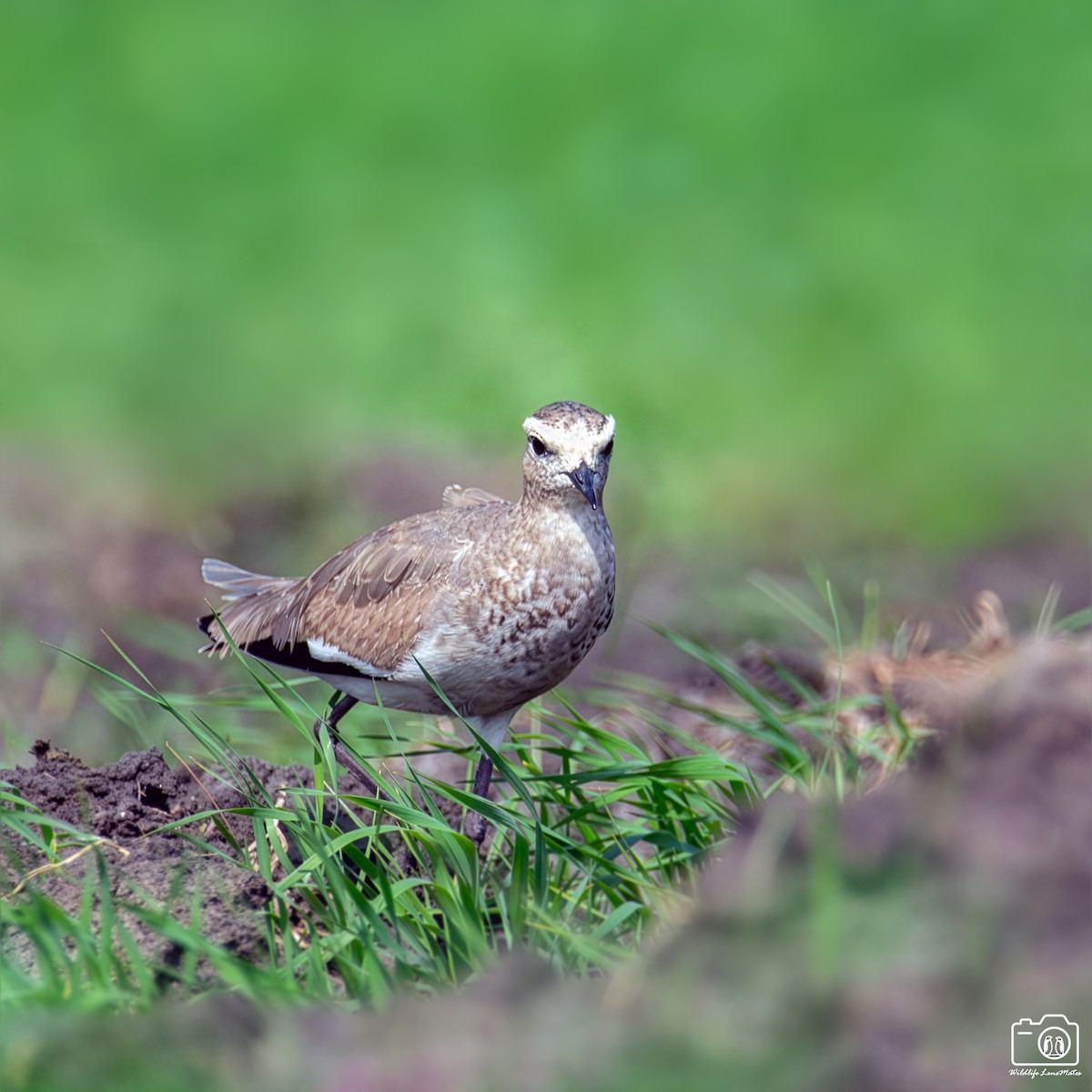 Sociable Lapwing - ML652529119