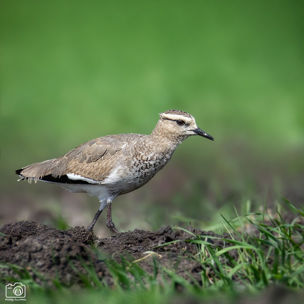 Sociable Lapwing - ML652529120