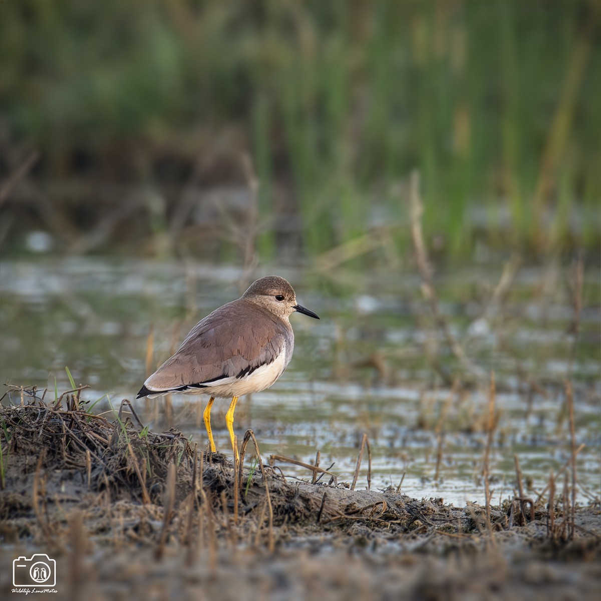 White-tailed Lapwing - ML652529126