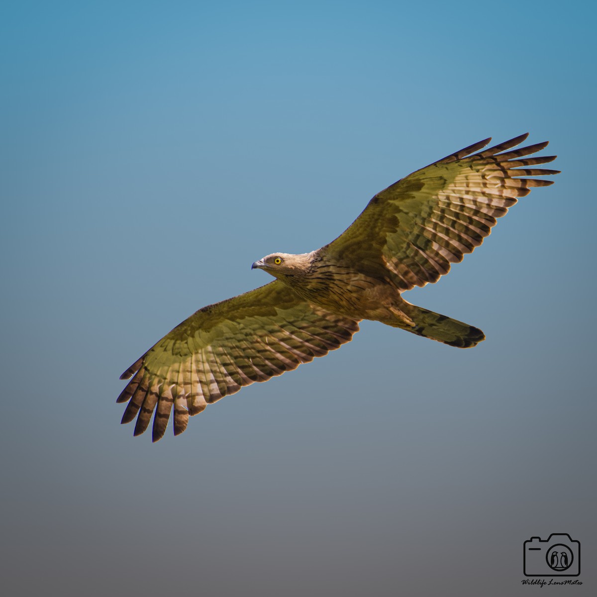 東方蜂鷹 - ML652529134