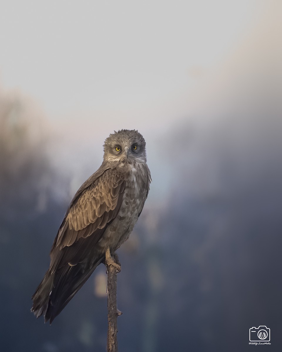 Short-toed Snake-Eagle - ML652529135