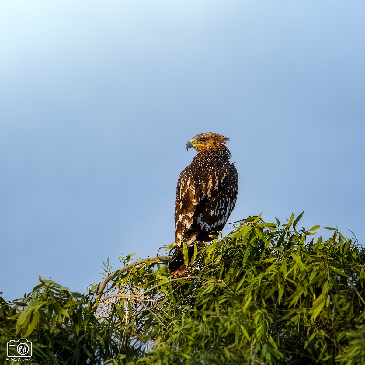 花鵰 - ML652529148